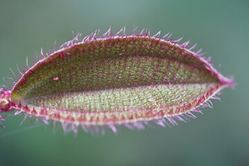 Bizarre close-up of a hairy leaf in the Amazon rainforest, hairs in purple pink tones above olive...
