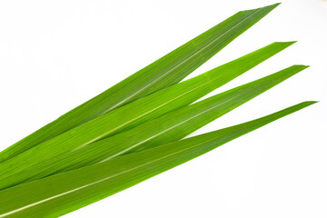 Sugar cane leaves on white background.