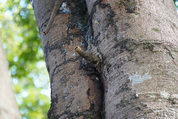 Natural Brazilian bee nest and bees wax tube artfully constructed by the insects on an old tree. Amazon rainforest near the village Solimoes, state of  Para, Brazil.