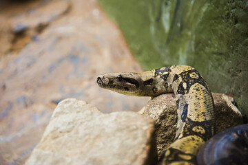 snake in the grass