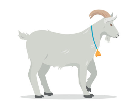 White male Goat with gold bell. Domestic goat Farm animal isolated on white background. Vector flat or cartoon illustration.