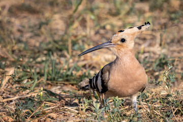 Eurasian hoopoe or Upupa epops bird looking for a food on the ground.