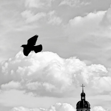 silhouette of a bird