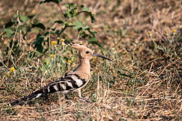 Obraz na płótnie Canvas Eurasian hoopoe or Upupa epops bird looking for a food on the ground.