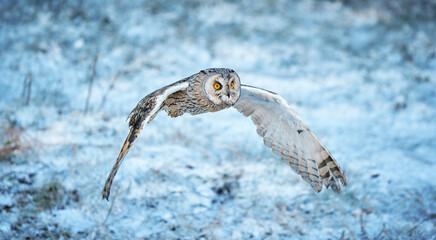 Flying long-eared owl (Asio otus) in winter