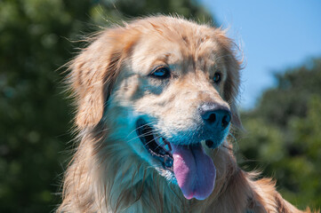 Portrait of a 2 and a half year old golden retriever dog