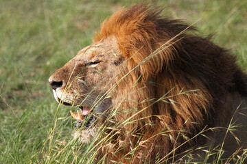 Portrait of a lion squinting in the bright sunlight