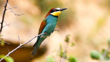 Colorful Bee-Eater (Merops orientalis) close-up is perched on a isolated tree branch nature bokeh background.