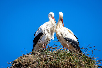 Störche in Grossaffoltern im Berner Seeland in der Schweiz