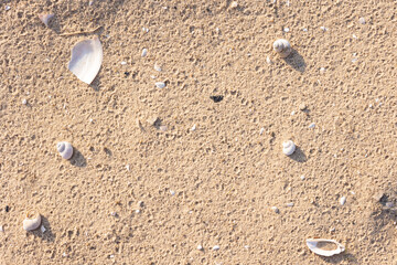Sand texture background. Sand on the beach.