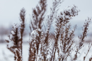 A dry meadow flower in a snowy meadow is covered with ice.