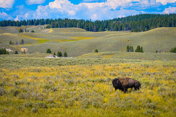 bison in the field