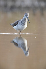 Waders or shorebirds, the common greenshank (Tringa nebularia).
