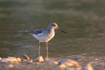 Waders or shorebirds, the common greenshank (Tringa nebularia).