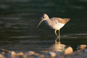 Waders or shorebirds, the common greenshank (Tringa nebularia).