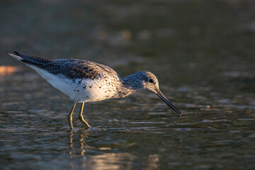 Waders or shorebirds, the common greenshank (Tringa nebularia).