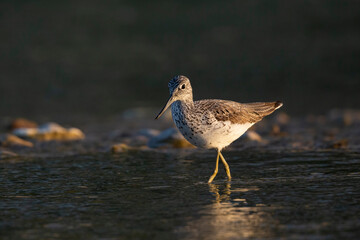 Waders or shorebirds, the common greenshank (Tringa nebularia).