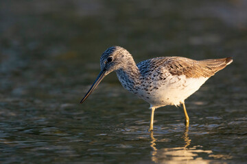 Waders or shorebirds, the common greenshank (Tringa nebularia).