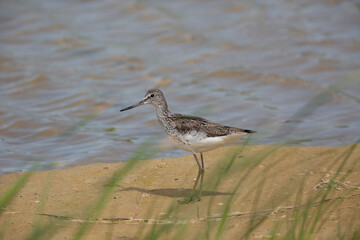Waders or shorebirds, the common greenshank (Tringa nebularia).
