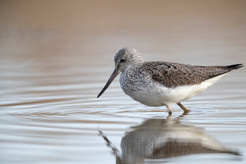 Waders or shorebirds, the common greenshank (Tringa nebularia).