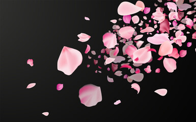 Flying fragile pink and white sakura petals. Symbol of Japanese culture.