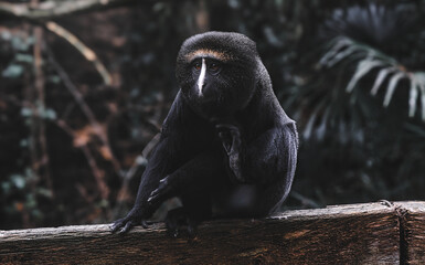 Obraz premium Cercopithèque à tête de hibou