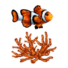 A set of orange-colored marine objects. Clown fish and red coral. Tropical underwater world, digital illustration. For design, packaging, printing, posters, textiles, souvenirs