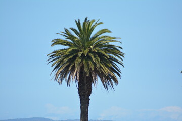Palmera