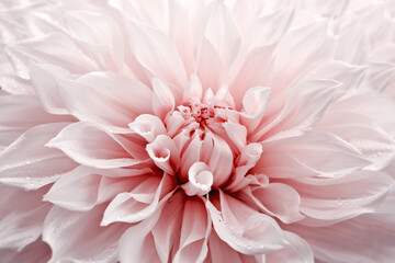 Pink dahlia flower close up in summer garden. - obrazy, fototapety, plakaty