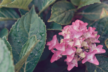 Pink Azaleas flowers in the garden.Spring background.