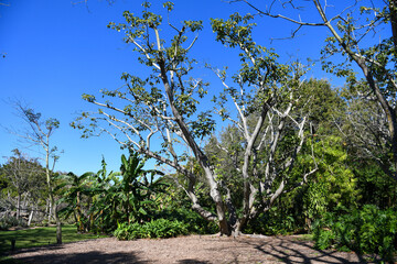 desert tree against blue sky