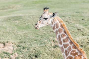 giraffe in the wild