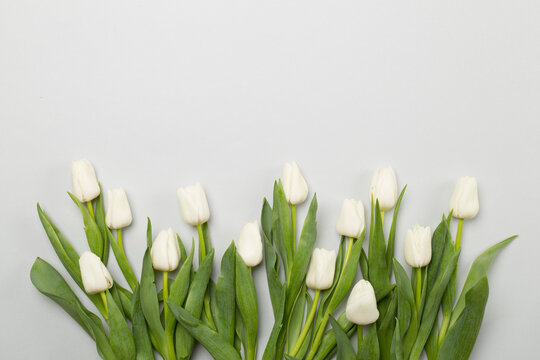 White tulips on color background, top view