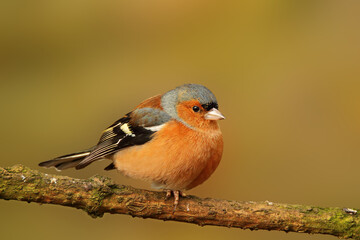 Common male chaffinch perched on a branch isolated from background. Taken at RSPB Middleton Lakes Tamworth Staffordshire England UK