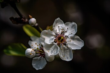 Obraz premium Blossom in spring time