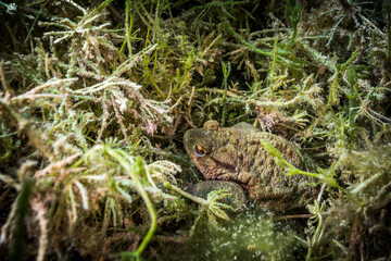Erdkröte (Bufo bufo) in Ruhestellung in Wasserpflanzen
