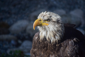 american bald eagle portrait
