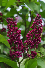 Spring view of blooming lilacs. Lilac branch with leaves on a background of green spring grass. Natural floral background.