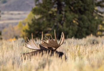 Bull Moose Bedded in Tall Sagebrush in Autumn in Wyoming