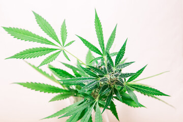 Marijuana leaves on white background.
