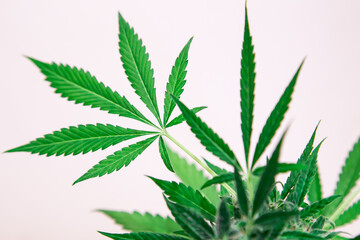 Marijuana leaves on white background.