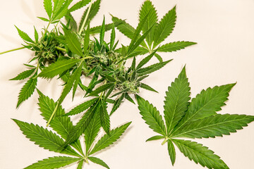 Marijuana leaves on white background. Medical marijuana cannabis buds flowers.