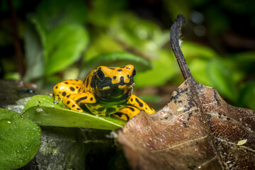 Pfeilgiftfrosch Gelbgebänderte Baumsteiger (Dendrobates leucomelas)