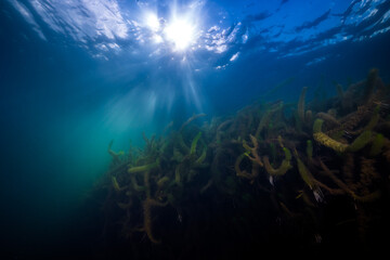 Fototapeta na wymiar Wasserpflanzen unter Wasser im Gegenlicht in einem ehemaligen Steinbruch