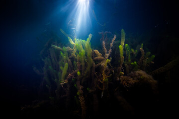Fototapeta na wymiar Wasserpflanzen unter Wasser im Gegenlicht in einem ehemaligen Steinbruch