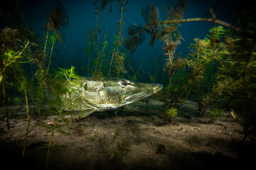 Europäischer Hecht (Esox lucius) unter Wasser Portrait