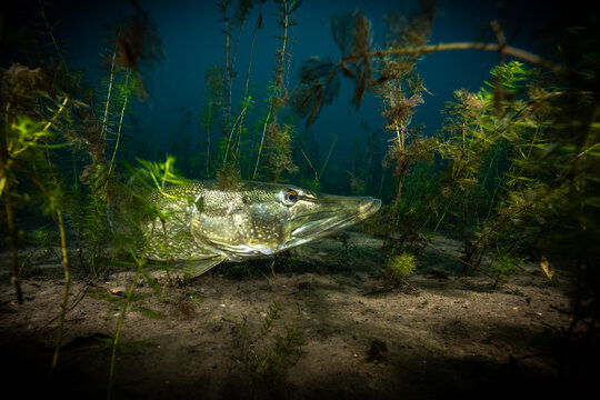 Europ&auml;ischer Hecht (Esox lucius) unter Wasser Portrait