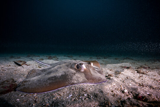 Amerikanische Stechrochen (Hypanus americanus), auch S&uuml;dlicher Stechrochen, Southern stingray, Pazifik, Costa Rica