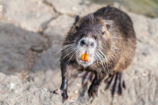 Nutria, a close-up of nutria's snout looking into a camera with orange teeth standing on a rock. Wild animals, animals in the natural environment.