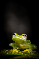 Glasfrosch Makroaufnahme, Costa Rica